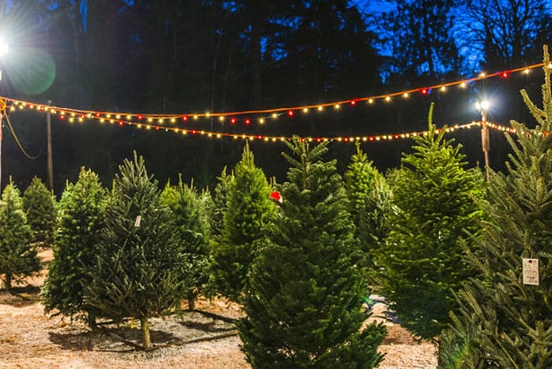 christmas tree suppliers